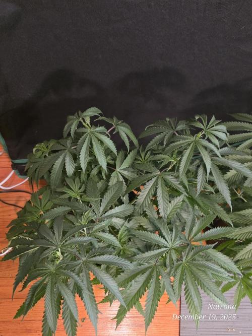 Straw-Lectric Lemonade Strng Seeds. Week 6