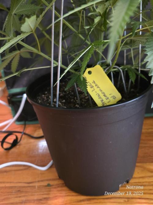 Straw-Lectric Lemonade Strng Seeds. Week 6