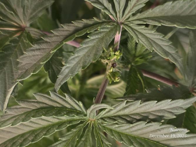 Straw-Lectric Lemonade Strng Seeds. Week 6