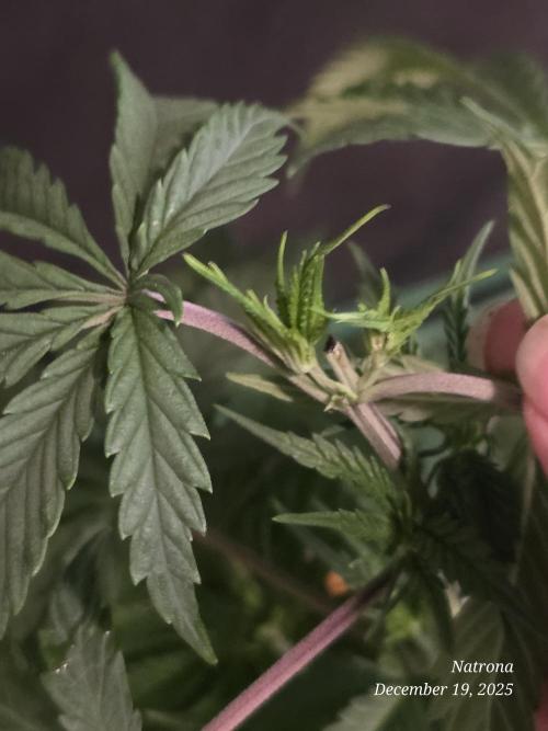 Straw-Lectric Lemonade Strng Seeds. Week 6