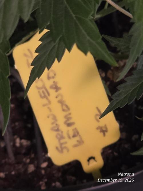 Straw-Lectric Lemonade Strng Seeds. Week 6