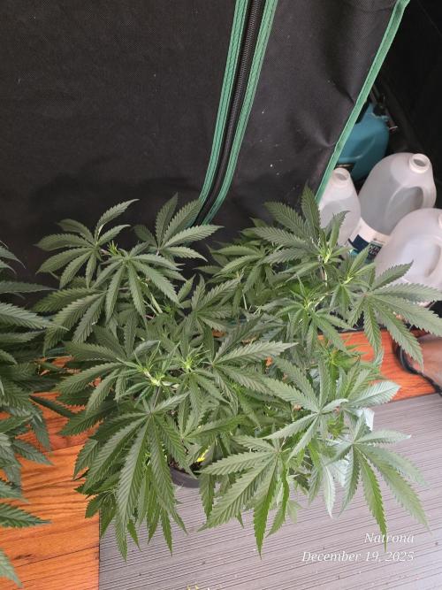 Straw-Lectric Lemonade Strng Seeds. Week 6