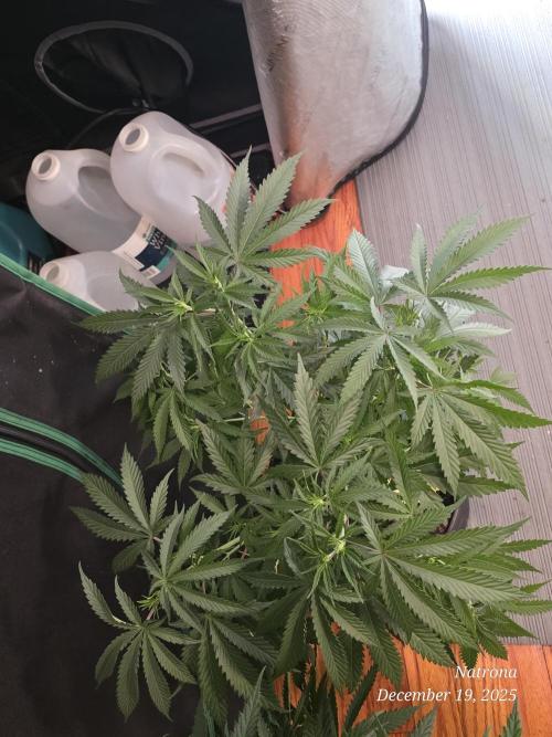 Straw-Lectric Lemonade Strng Seeds. Week 6