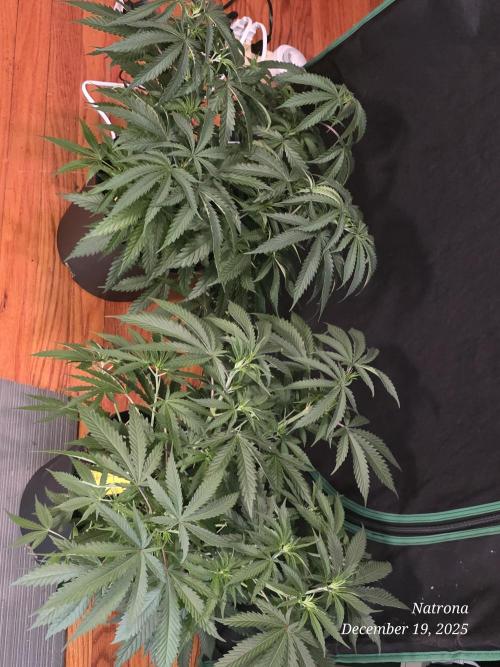 Straw-Lectric Lemonade Strng Seeds. Week 6