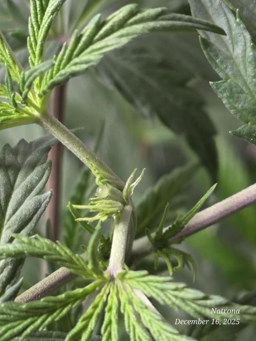 Straw-Lectric Lemonade Strng Seeds. Week 6