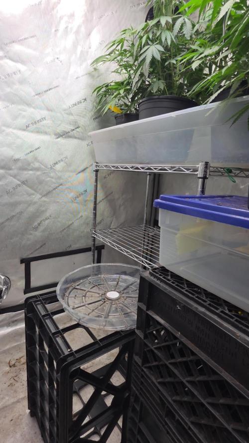 Straw-Lectric Lemonade Strng Seeds