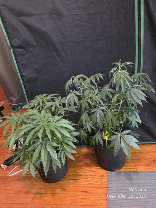 Straw-Trop Cherry Strng Seeds. Week 6