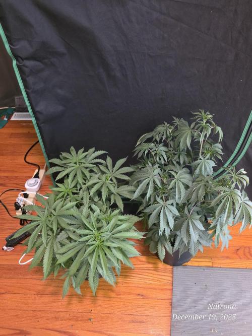 Straw-Trop Cherry Strng Seeds. Week 6