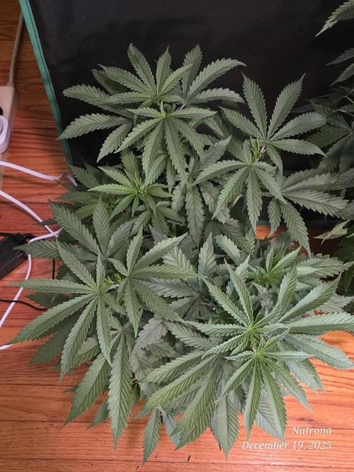 Straw-Trop Cherry Strng Seeds. Week 6