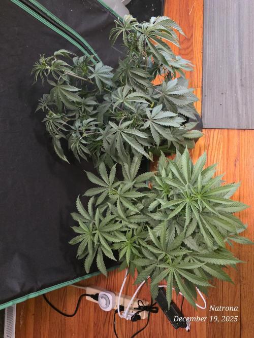 Straw-Trop Cherry Strng Seeds. Week 6