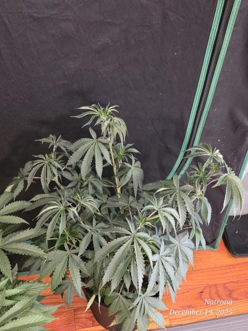 Straw-Trop Cherry Strng Seeds. Week 6