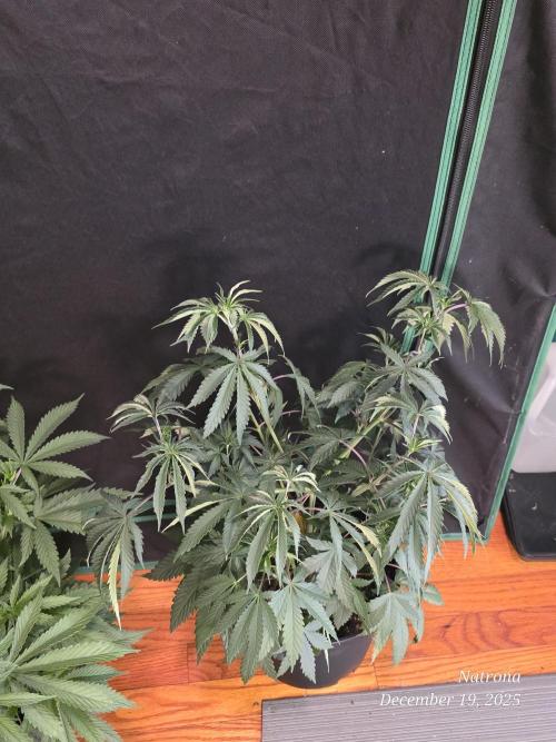 Straw-Trop Cherry Strng Seeds. Week 6