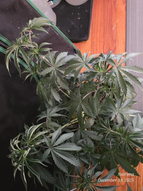 Straw-Trop Cherry Strng Seeds. Week 6