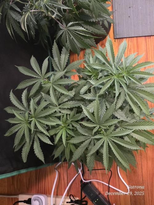 Straw-Trop Cherry Strng Seeds. Week 6