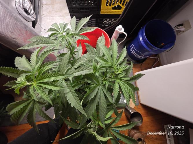 Straw-Trop Cherry Strng Seeds. Week 6