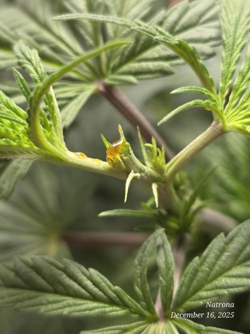 Straw-Trop Cherry Strng Seeds. Week 6