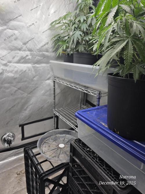 Straw-Trop Cherry Strng Seeds. Week 6