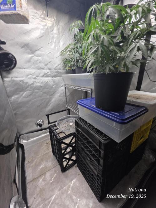 Straw-Trop Cherry Strng Seeds. Week 6