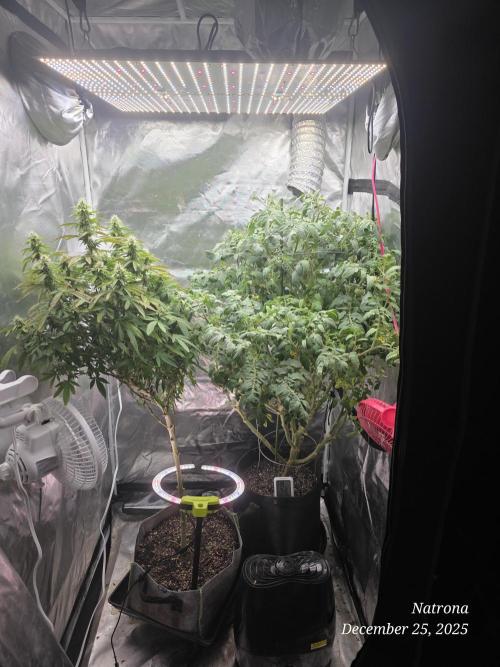 NYC Diesel (was Hey Abby). Week 14