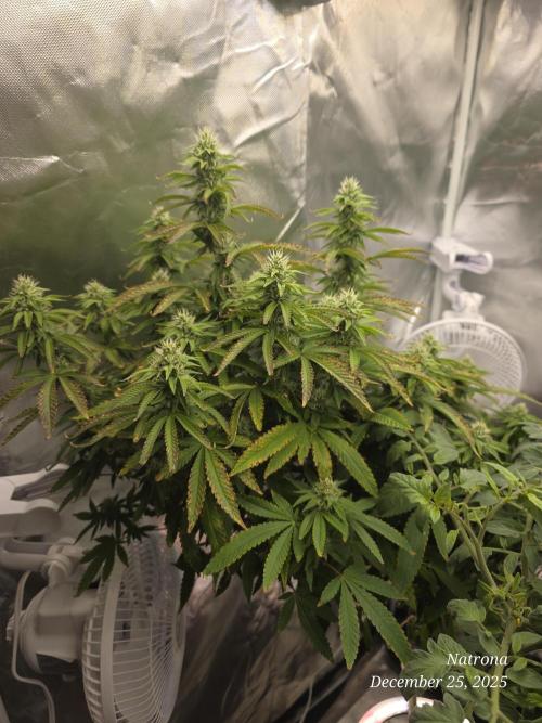 NYC Diesel (was Hey Abby). Week 14