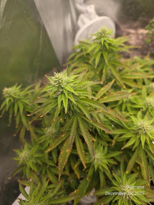 NYC Diesel (was Hey Abby). Week 14