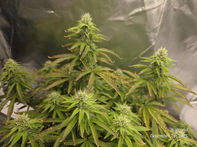 NYC Diesel (was Hey Abby). Week 14