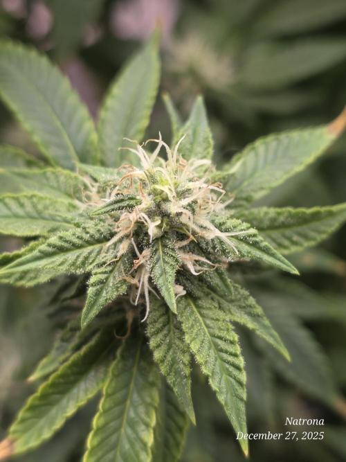 NYC Diesel (was Hey Abby). Week 14