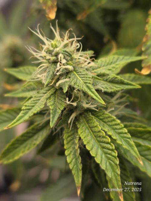 NYC Diesel (was Hey Abby). Week 14