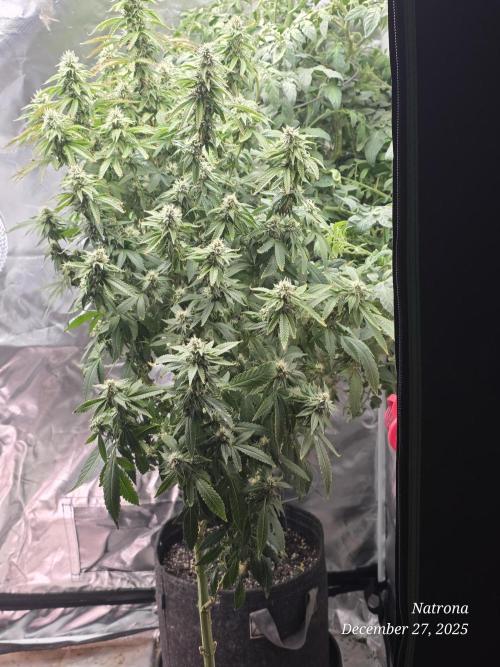 NYC Diesel (was Hey Abby). Week 14