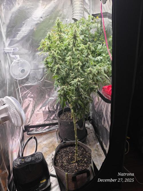 NYC Diesel (was Hey Abby). Week 14