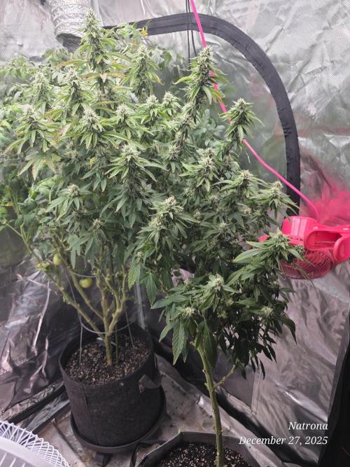 NYC Diesel (was Hey Abby). Week 14