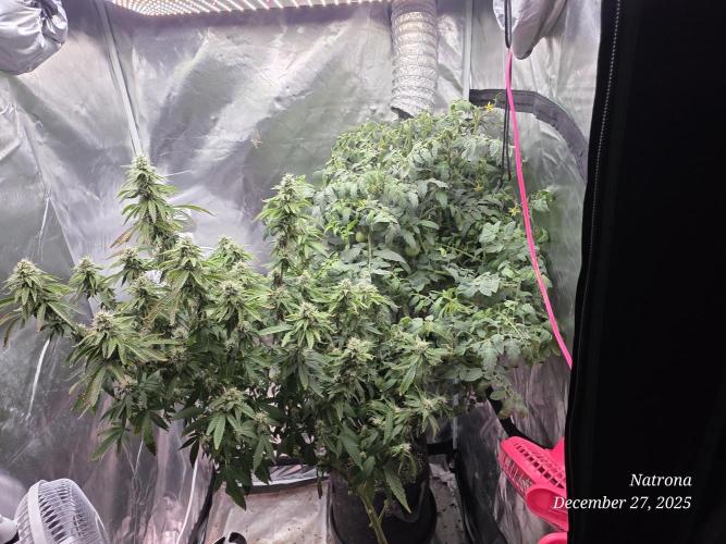 NYC Diesel (was Hey Abby). Week 14