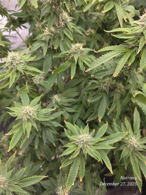 NYC Diesel (was Hey Abby). Week 14