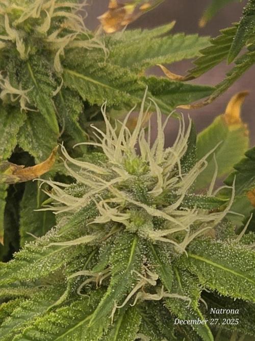 NYC Diesel (was Hey Abby). Week 14