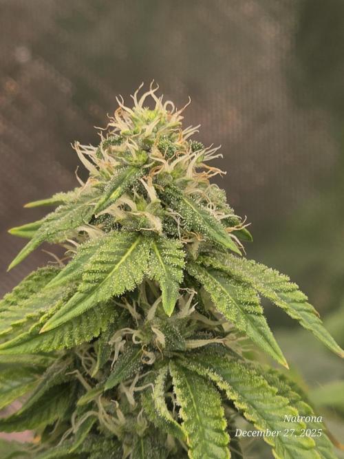 NYC Diesel (was Hey Abby). Week 14