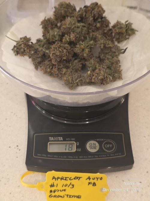 Apricot Auto-Fast Buds. Week 12