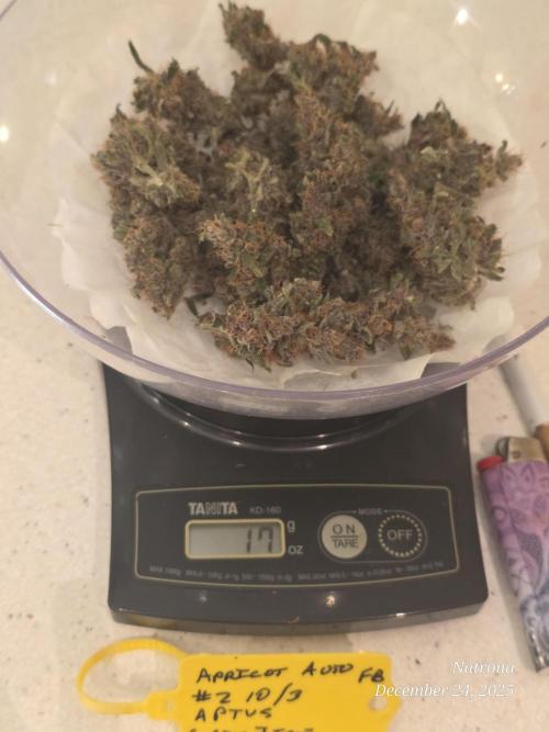 Apricot Auto-Fast Buds. Week 12