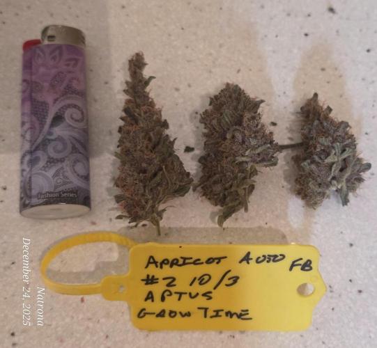 Apricot Auto-Fast Buds. Week 12