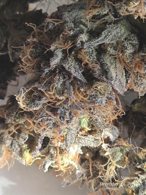 Apricot Auto-Fast Buds. Week 12