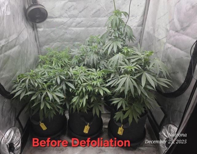 Strawberry Cadillac-Strng Seeds. Week 7