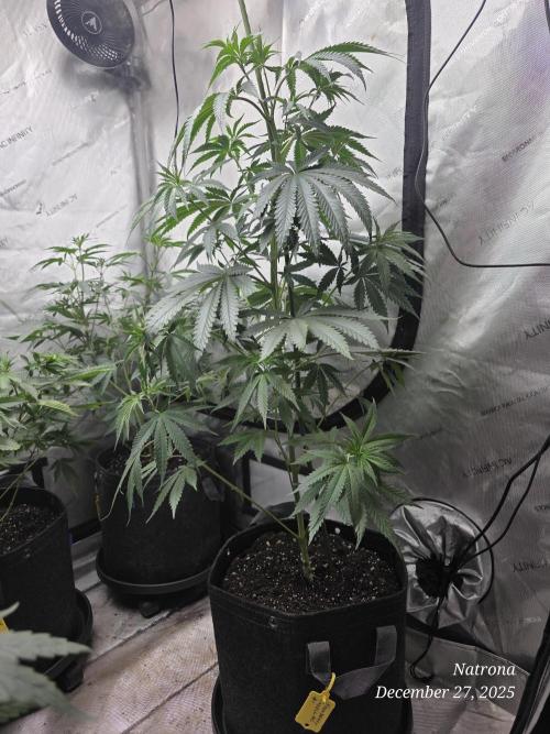 Strawberry Cadillac-Strng Seeds. Week 7