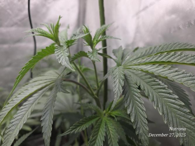 Strawberry Cadillac-Strng Seeds. Week 7