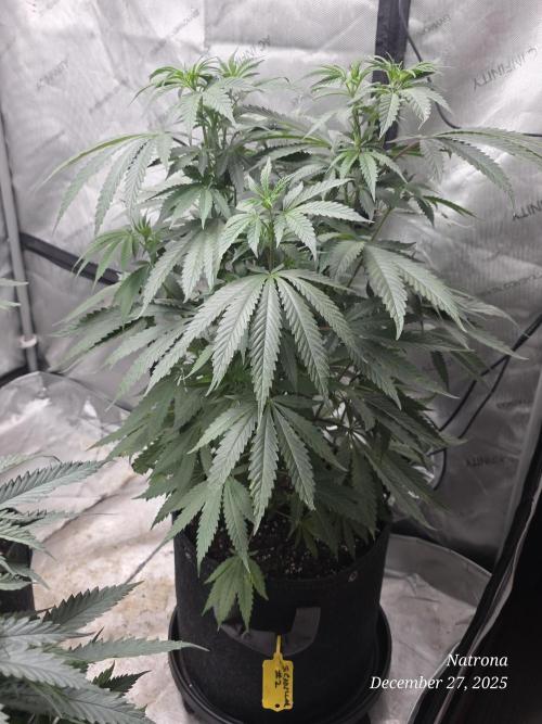 Strawberry Cadillac-Strng Seeds. Week 7