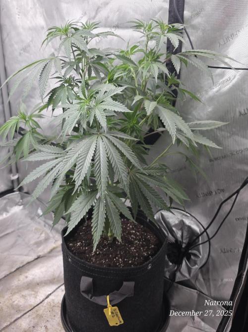 Strawberry Cadillac-Strng Seeds. Week 7