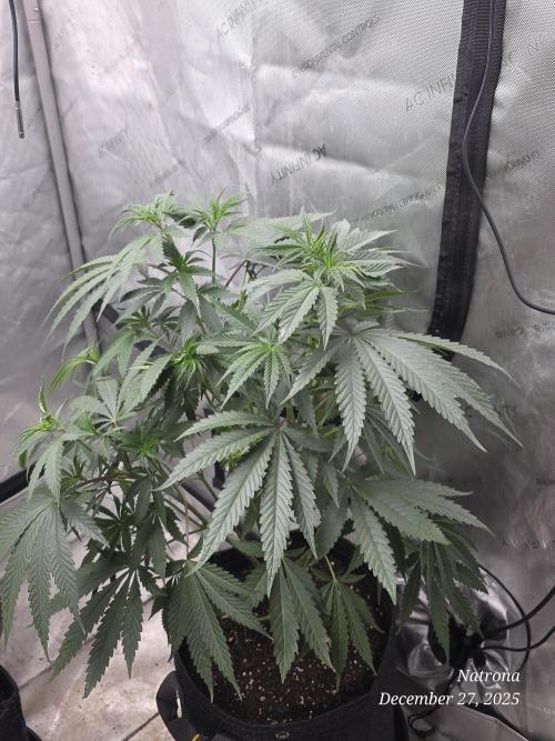 Strawberry Cadillac-Strng Seeds. Week 7