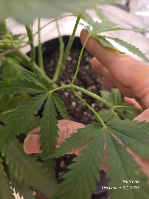 Strawberry Cadillac-Strng Seeds. Week 7 - 3 leaves fron the same node 