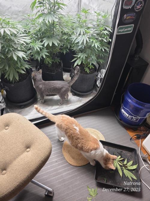 Strawberry Cadillac-Strng Seeds. Week 7