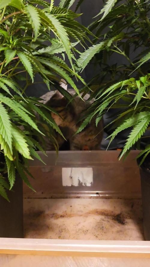 Strawberry Cadillac-Strng Seeds