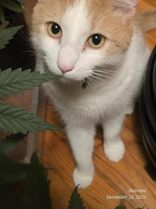 Strawberry Cadillac-Strng Seeds. Week 7