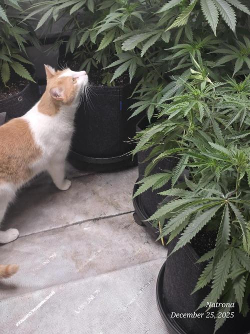 Strawberry Cadillac-Strng Seeds. Week 7